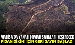 Manisa'nın yaraları sarılıyor: Fidan dikimi için geri sayım