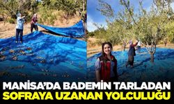 Tarladan sofraya: Manisa’da bademin uzun yolculuğu