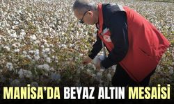 Manisa'da pamuk hasadı başladı