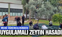 MCBÜ öğrencileri zeytin hasadına katıldı!