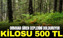 Ormanlarda bereket: Kilosu 500 TL'den alıcı buluyor
