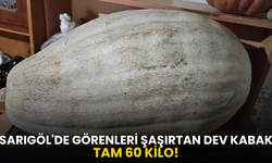 Sarıgöl'de görenleri şaşırtan dev kabak! Tam 60 kilo