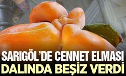 Sarıgöl'de görenler gözlerine inanamadı: Cennet elması beşiz meyve verdi