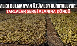 Buldan'da boş araziler üzüm sergilerine dönüştü