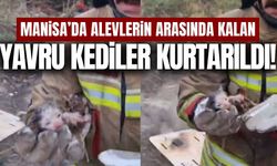 Manisa'da yangında mahsur kalan kediler kurtarıldı!