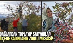 Yılda 450 ton toplanıyor: Hem çerez hem de şifa kaynağı!