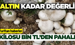 Bu mantarın kilo fiyatı altınla yarışıyor