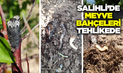 Salihlili üreticilere ''kurt'' uyarısı yapıldı
