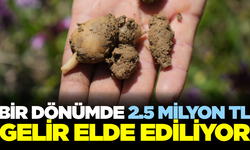 Topraktan çıkan altın! Kilosu 3 bin lira