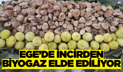 Ege'den incirden biyogaz enerjisine yolculuk