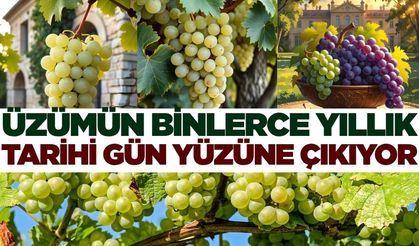 Üzümün tarihi yolculuğu aydınlanıyor