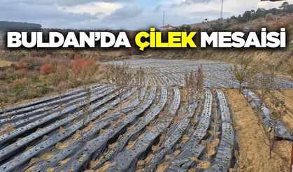 Buldan'da çilek mesaisi başladı!