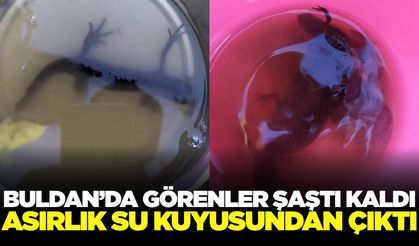 Buldan'da su kuyusundan öyle bir canlı çıktı ki...