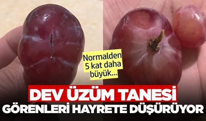 Dev üzüm görenleri şaşkınlığa uğrattı