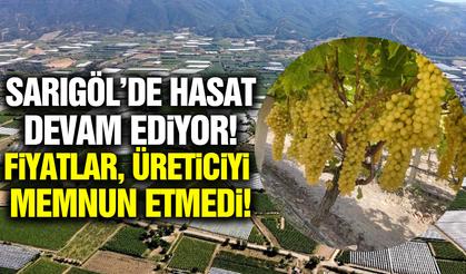 Sarıgöl üzüm bağlarında hasat devam ediyor!