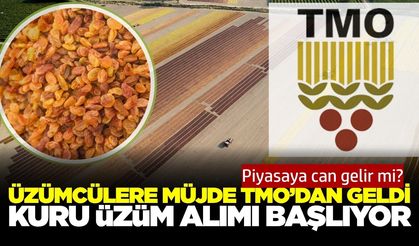 Üzüm piyasasını hareketlendirecek gelişme! TMO alıma başlıyor