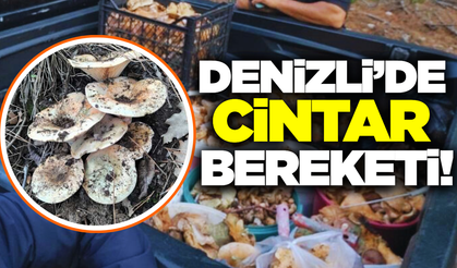 Denizli'de dağlar cintarla kaplandı!
