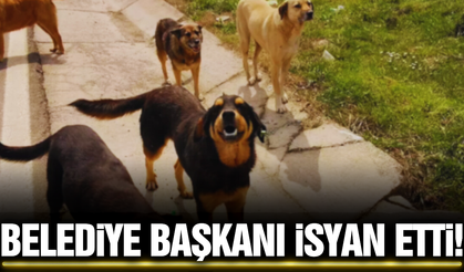 Manisa'da belediye başkanından sert açıklama: "Köpekler için uykumu bölmeyin!"