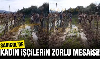 Sarıgöl'de yeni sezon hazırlıkları 'Bağlama' ile devam ediyor
