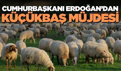 Cumhurbaşkanı Erdoğan duyurdu, "150 bin küçükbaş desteği"
