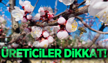 Manisa'da üreticilere kritik uyarı: Bu hastalığa dikkat!