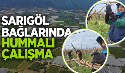 Sarıgöl bağlarında yoğun mesai!