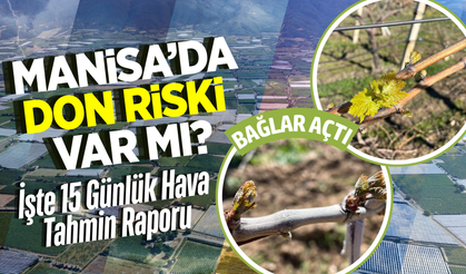 Manisa’da bağlar açıldı: Peki don riski var mı?