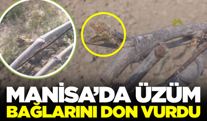 Manisa'da Bağlar Zarar Gördü
