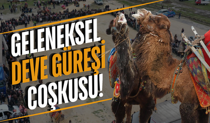 Manisa'da deve güreşi heyecanı!