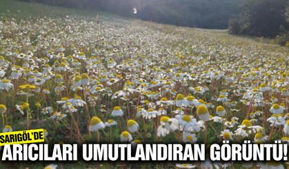 Sarıgöl'de arıcıları sevindiren görüntü!