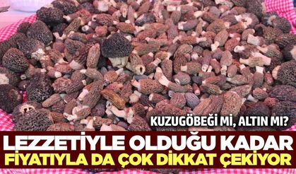 Kuzugöbeği Bereketi: Kilosu 10 Bin TL’ye Dayandı