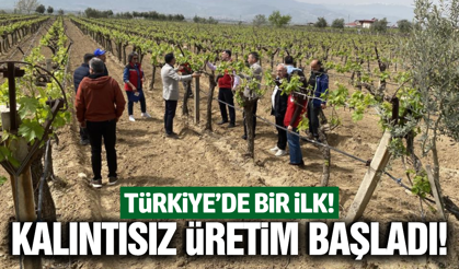 Manisa'da bağcılıkta 3K dönemi başladı!