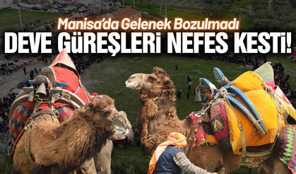 Manisa'da geleneksel deve güreşi coşkusu!