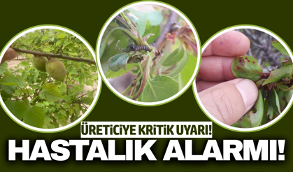 Manisa'da üreticilere kritik uyarı: 'İlaçlama zamanı geldi'