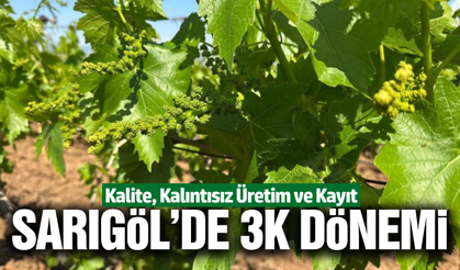 Sarıgöl bağlarında 3K dönemi başladı!