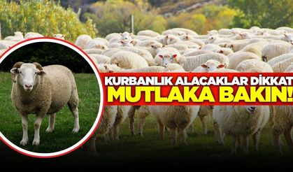Kurbanlık alacak vatandaşlara kritik uyarı!