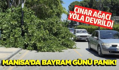 Manisa'da dev çınar yola devrildi: Olası facia kıl payı atlatıldı