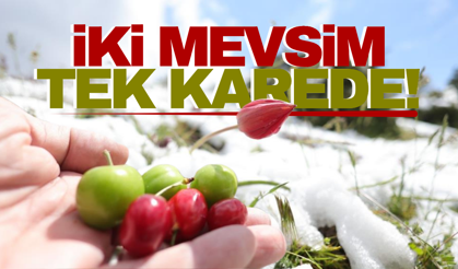 Manisa'da şaşırtan manzara!