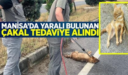 Manisa'da yaralı halde bulunan çakal tedavi altına alındı