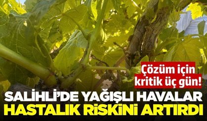 Salihli'de bağlar için kritik dönem: O tarihler işaret edildi