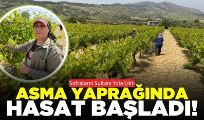 Buldan'da hasat başladı: "Damarsız ve çok taze"