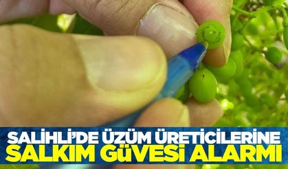 Salihli'de salkım güvesi alarmı verildi
