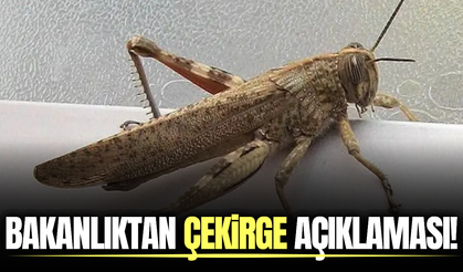 Bakanlıktan 'Çekirge İstilası' açıklaması!