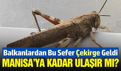 Çekirge sürüleri Türkiye'ye giriş yaptı!
