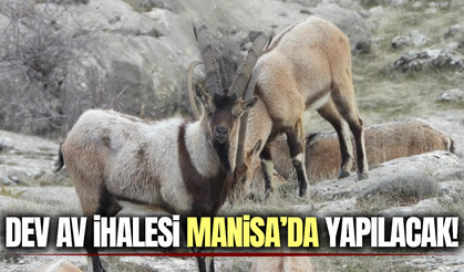 11 yaban keçisinin avlanması için ihale Manisa'da yapılacak!