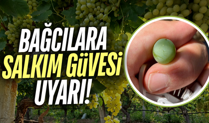 Manisa'da bağ üreticilerine "salkım güvesi" ve "unlubit" uyarısı
