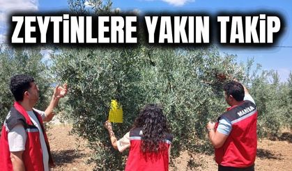 Manisa'da zeytin ve meyve bahçelerinde hastalık ve zararlı kontrolü
