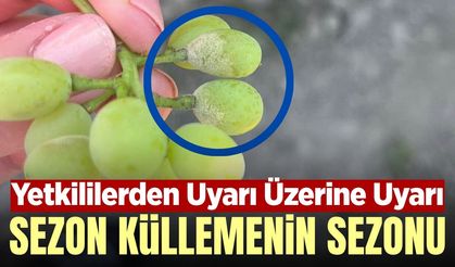 TARİŞ'ten üreticilere külleme ve zararlı uyarısı