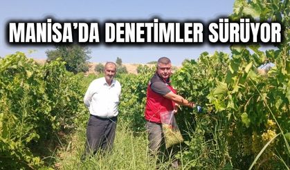 Manisa'da üzüm bağlarında hasat öncesi pestisit denetimleri hızlandı