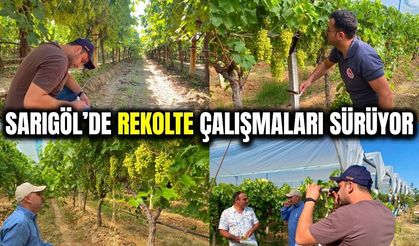 Sarıgöl'de 2026 Yılı Üzüm Rekolte Tahmin Çalışmaları Sürüyor